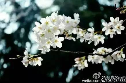 中国人民大学校花，第二届十大最美校花（惊艳全国高校校花谁家最美）