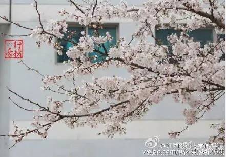 中国人民大学校花，第二届十大最美校花（惊艳全国高校校花谁家最美）