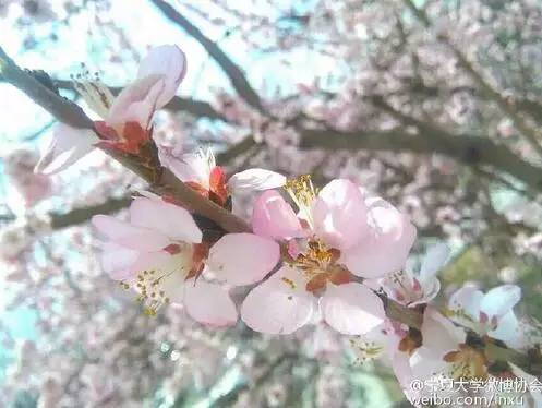 中国人民大学校花，第二届十大最美校花（惊艳全国高校校花谁家最美）