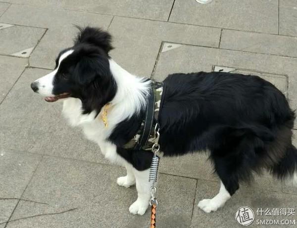 边境牧羊犬额段怎么看（边牧的额段是什么）