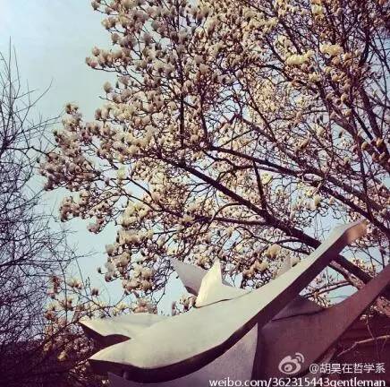 中国人民大学校花，第二届十大最美校花（惊艳全国高校校花谁家最美）