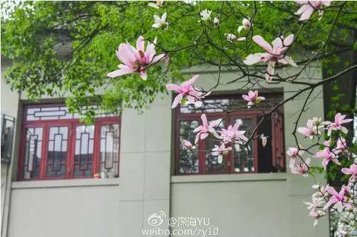 中国人民大学校花，第二届十大最美校花（惊艳全国高校校花谁家最美）