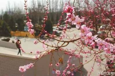 中国人民大学校花，第二届十大最美校花（惊艳全国高校校花谁家最美）