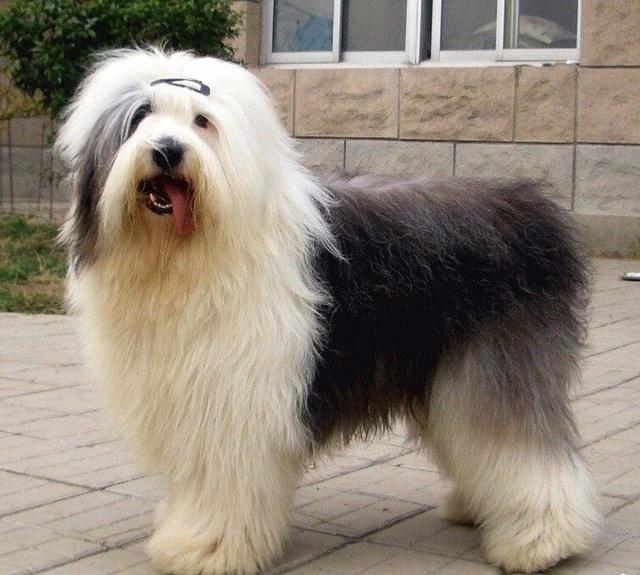 丹迪丁蒙梗多少钱(狗狗智商排行榜top系列) - 价格百科