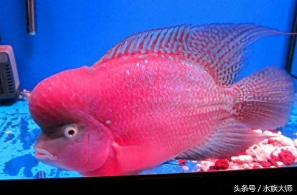 元宝鱼和鹦鹉鱼的区别(今天聊聊罗汉鱼的品种)