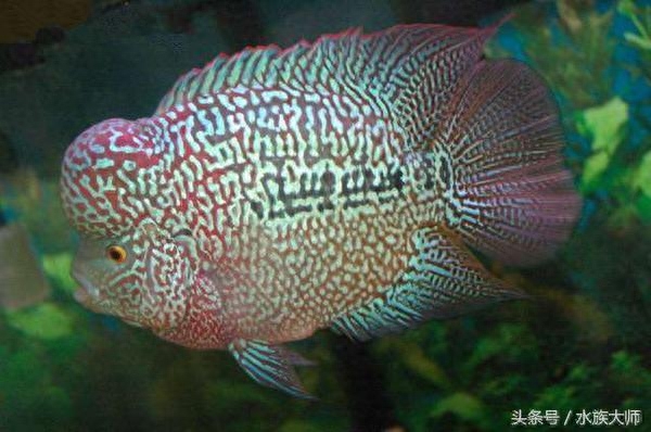 元宝鱼和鹦鹉鱼的区别(今天聊聊罗汉鱼的品种)