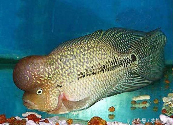 元宝鱼和鹦鹉鱼的区别(今天聊聊罗汉鱼的品种)