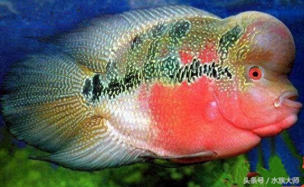 元宝鱼和鹦鹉鱼的区别(今天聊聊罗汉鱼的品种)