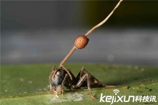 僵尸蜗牛能养吗，僵尸蜗牛是什么，能养吗（盘点动物界真实存在的”活僵尸“）