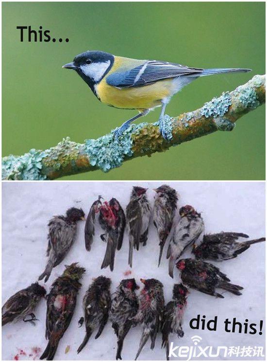 僵尸蜗牛能养吗，僵尸蜗牛是什么，能养吗（盘点动物界真实存在的”活僵尸“）