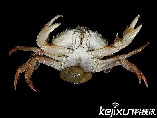 僵尸蜗牛能养吗，僵尸蜗牛是什么，能养吗（盘点动物界真实存在的”活僵尸“）