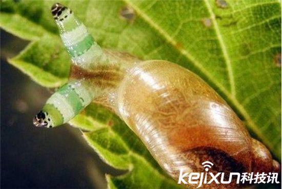 僵尸蜗牛能养吗，僵尸蜗牛是什么，能养吗（盘点动物界真实存在的”活僵尸“）