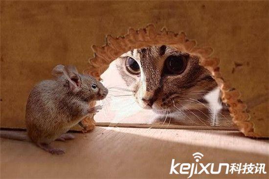 僵尸蜗牛能养吗，僵尸蜗牛是什么，能养吗（盘点动物界真实存在的”活僵尸“）