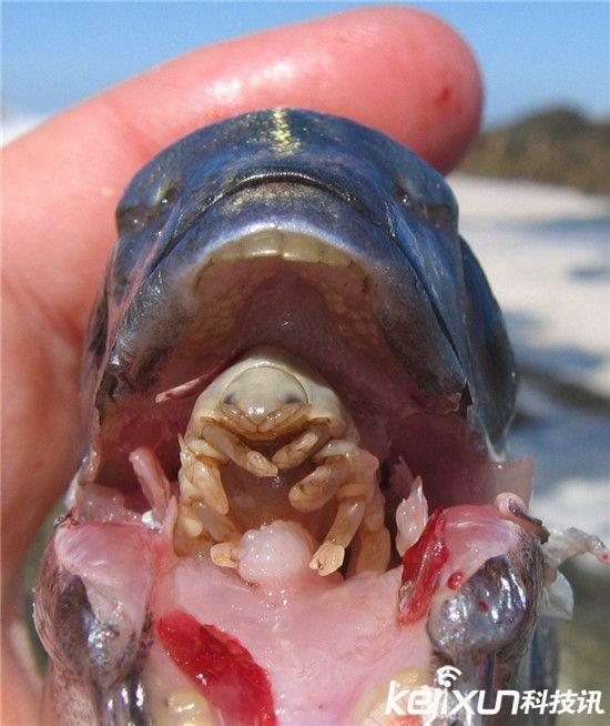 僵尸蜗牛能养吗，僵尸蜗牛是什么，能养吗（盘点动物界真实存在的”活僵尸“）