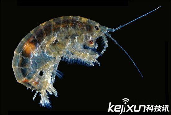 僵尸蜗牛能养吗，僵尸蜗牛是什么，能养吗（盘点动物界真实存在的”活僵尸“）