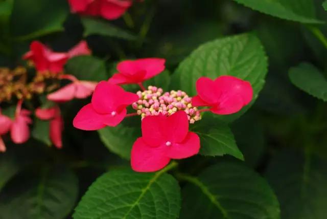 荚蒾和绣球的区别，绣球荚蒾与绣球花（花妞儿教你如何区分绣球和荚蒾）