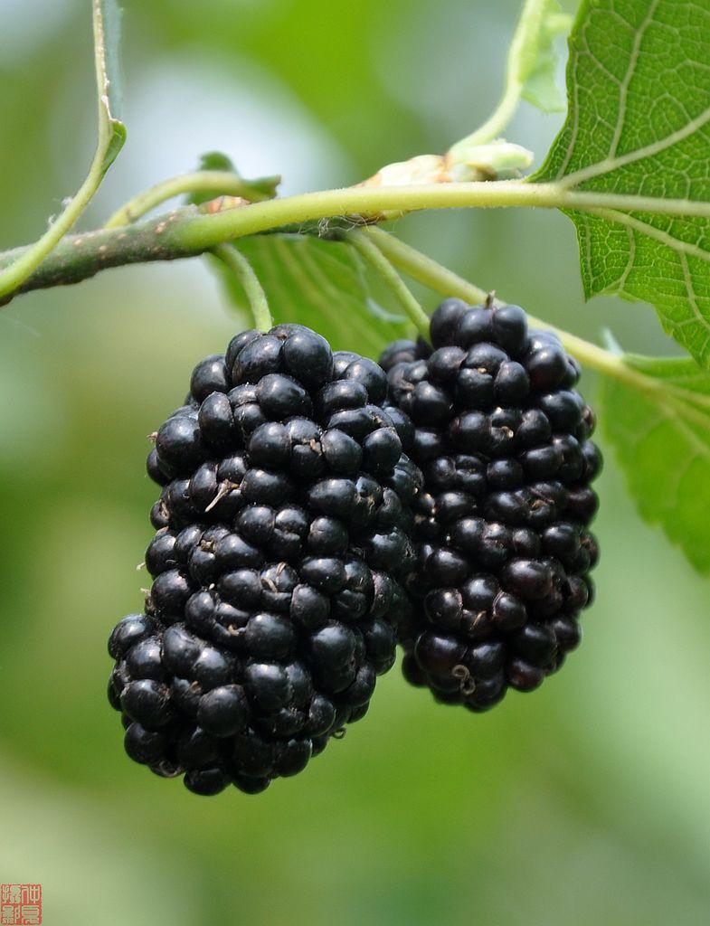桑椹为聚花果,由多数小瘦果集合而成.