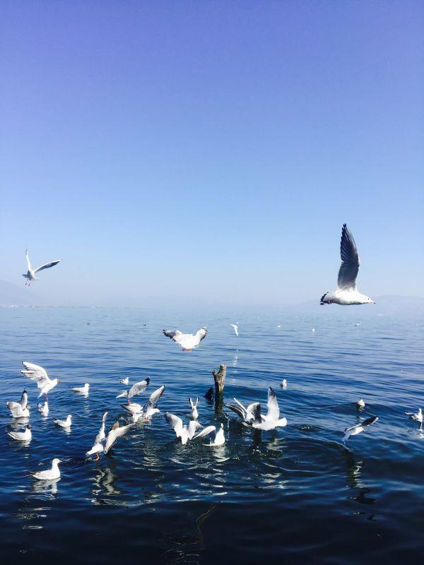 唯美文艺范图片    风花入眼藏，图片文艺 唯美（文艺小清新范的大理约吗）