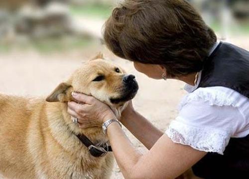 犬瘟单抗打多少 犬瘟注射单抗生存率多高