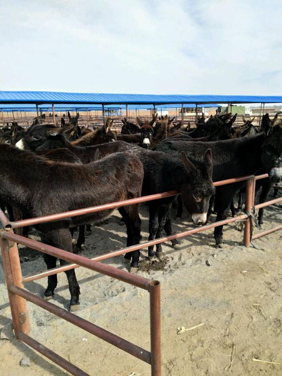 肉驴养殖利润(5万左右在农村养殖什么)