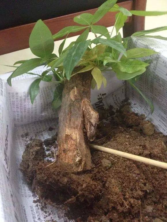 如何救活只剩杆的发财树树，如何救活根烂了只剩杆的发财树（快要死的发财树应该怎么救活）