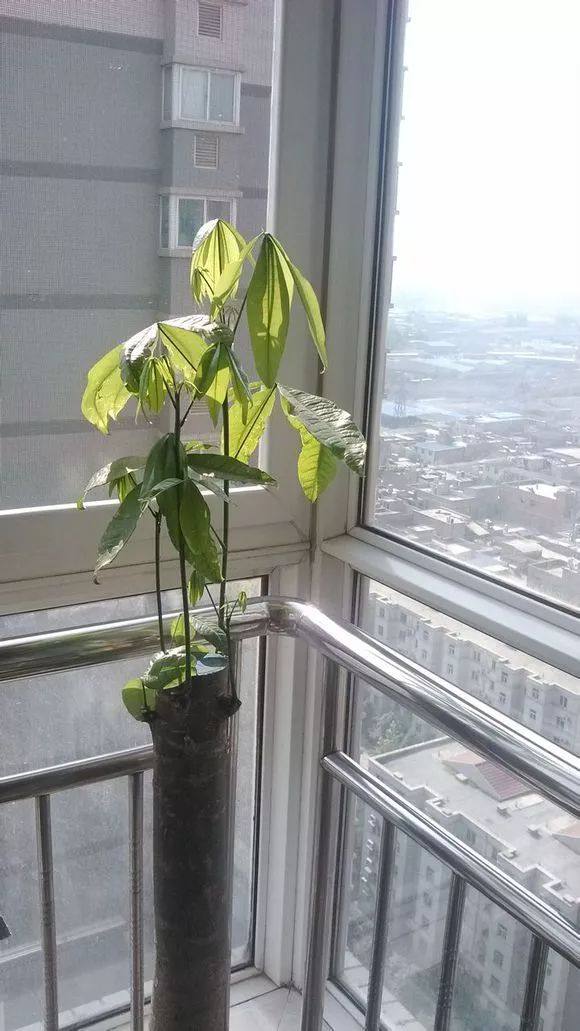 如何救活只剩杆的发财树树，如何救活根烂了只剩杆的发财树（快要死的发财树应该怎么救活）