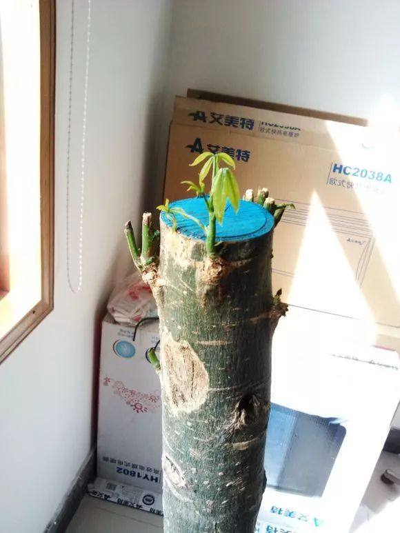 如何救活只剩杆的发财树树，如何救活根烂了只剩杆的发财树（快要死的发财树应该怎么救活）