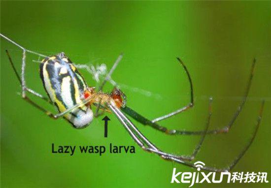 僵尸蜗牛能养吗，僵尸蜗牛是什么，能养吗（盘点动物界真实存在的”活僵尸“）