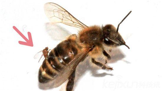 僵尸蜗牛能养吗，僵尸蜗牛是什么，能养吗（盘点动物界真实存在的”活僵尸“）