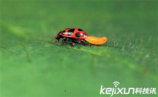 僵尸蜗牛能养吗，僵尸蜗牛是什么，能养吗（盘点动物界真实存在的”活僵尸“）