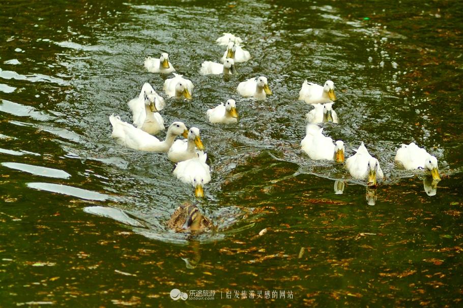 冠豸山好玩吗，冠豸山值得去吗（未成年人请在家长指导下观看）