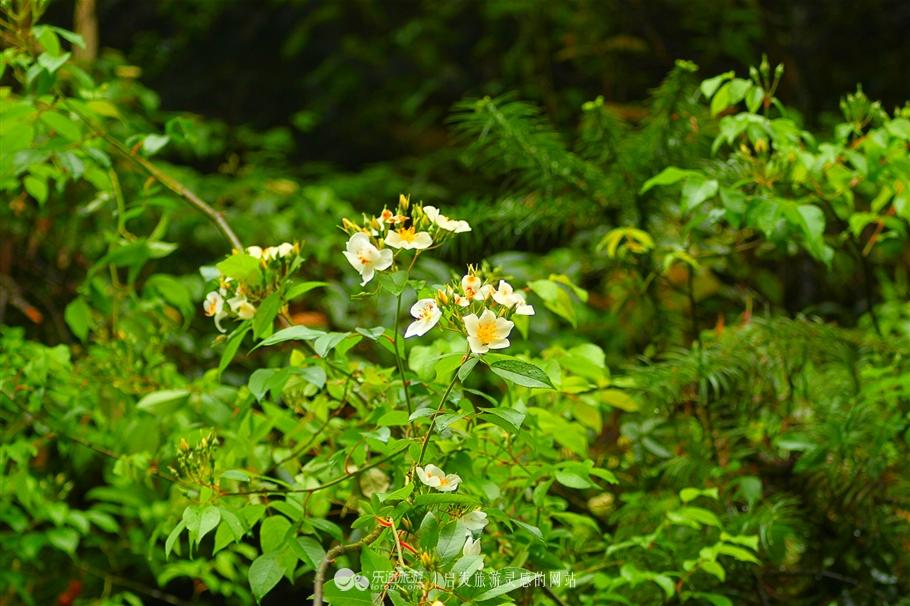 冠豸山好玩吗，冠豸山值得去吗（未成年人请在家长指导下观看）