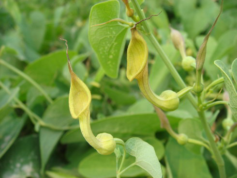 湿疹和癣的区别图片，湿疹和癣的区别（股癣和湿疹的区别 股癣能治吗）