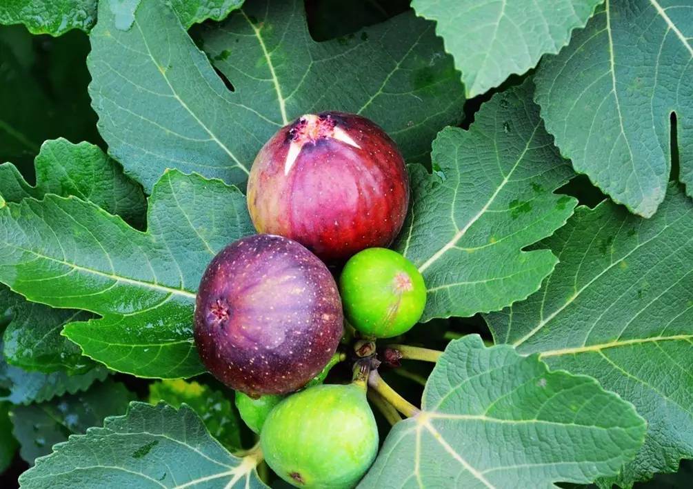 人参果是热性还是凉性，人参果是热性还是凉性人参果与什么相克养生（你现在知道该吃什么水果了吧）