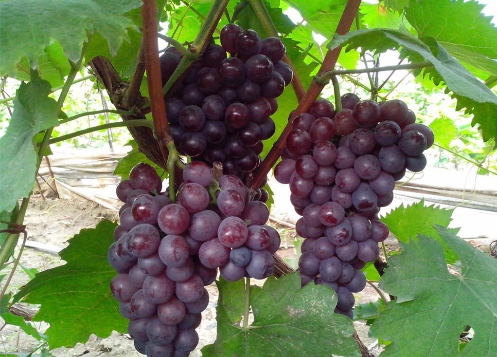 人参果是热性还是凉性，人参果是热性还是凉性人参果与什么相克养生（你现在知道该吃什么水果了吧）