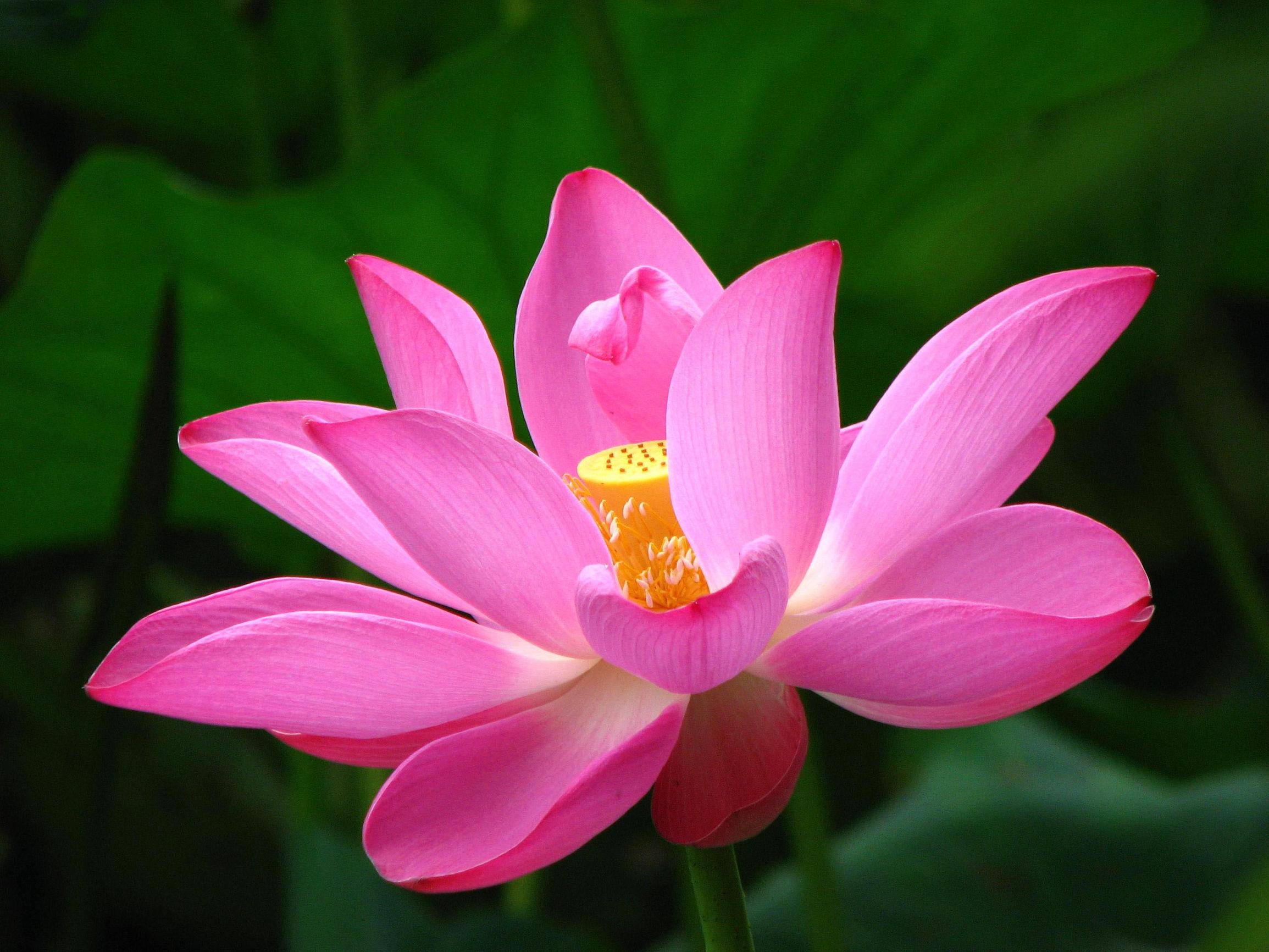 莲花出淤泥而不染,莲花出淤泥而不染濯清涟而不妖(莲花出淤泥而不染