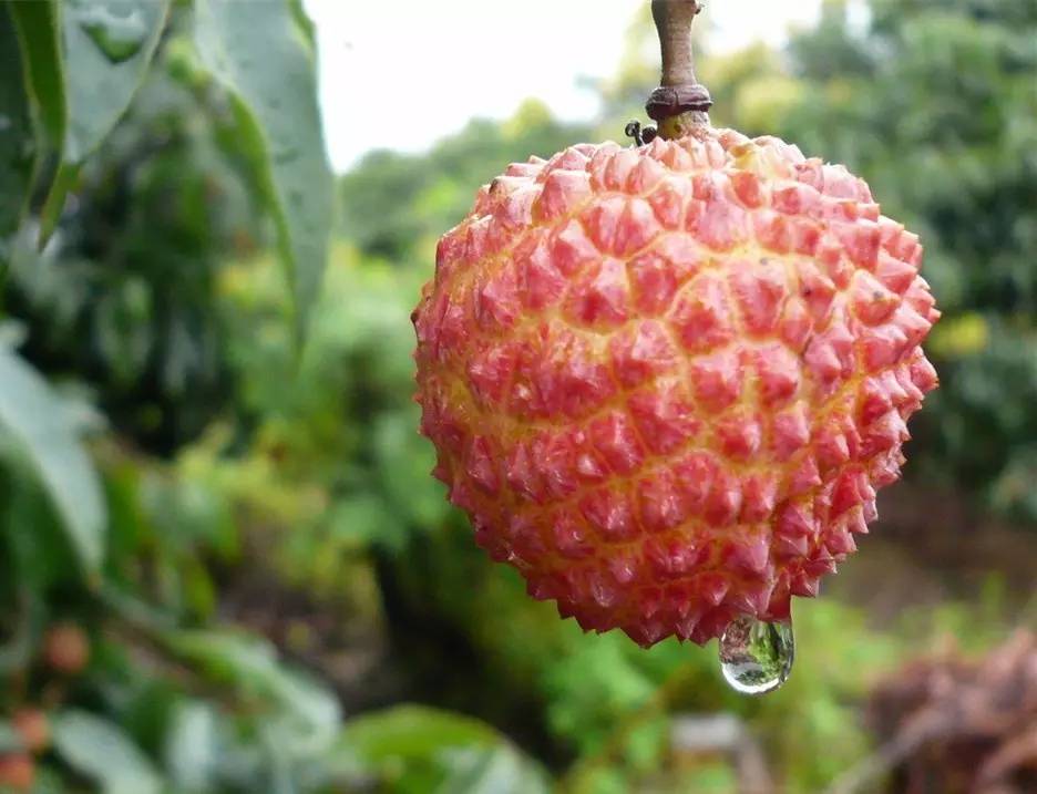 人参果是热性还是凉性，人参果是热性还是凉性人参果与什么相克养生（你现在知道该吃什么水果了吧）