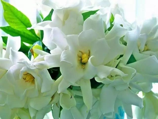 栀子花的花期，植物百科丨栀子花什么时候开（大叶栀子花的花期）