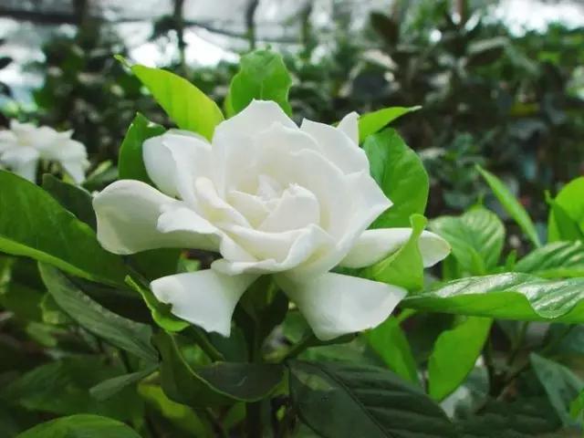 栀子花的花期，植物百科丨栀子花什么时候开（大叶栀子花的花期）