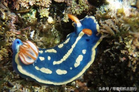 你听说过海蛞蝓吗？美得不像地球生物