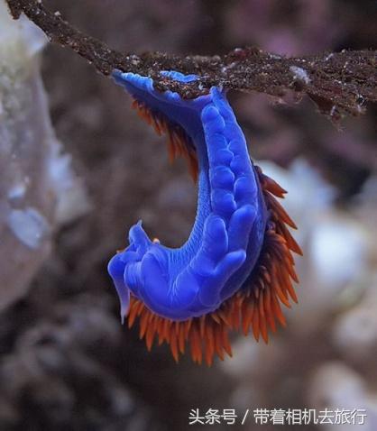 你听说过海蛞蝓吗？美得不像地球生物