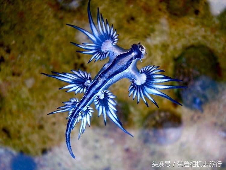 你听说过海蛞蝓吗？美得不像地球生物