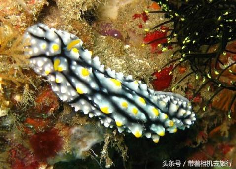 你听说过海蛞蝓吗？美得不像地球生物