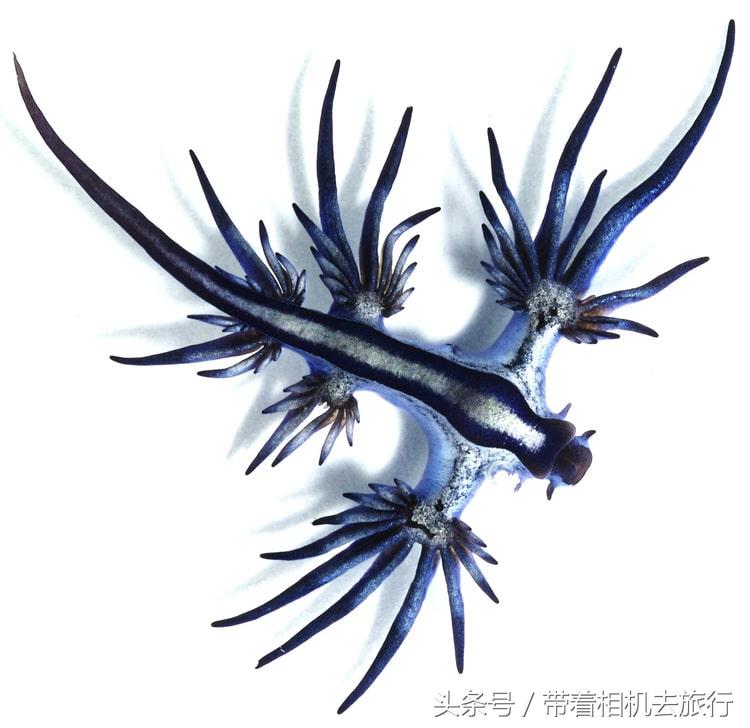 你听说过海蛞蝓吗？美得不像地球生物