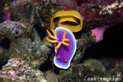 你听说过海蛞蝓吗？美得不像地球生物