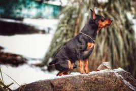 艾芬笃宾犬多少钱 艾芬品犬图片