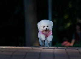 艾芬笃宾犬多少钱 艾芬品犬图片