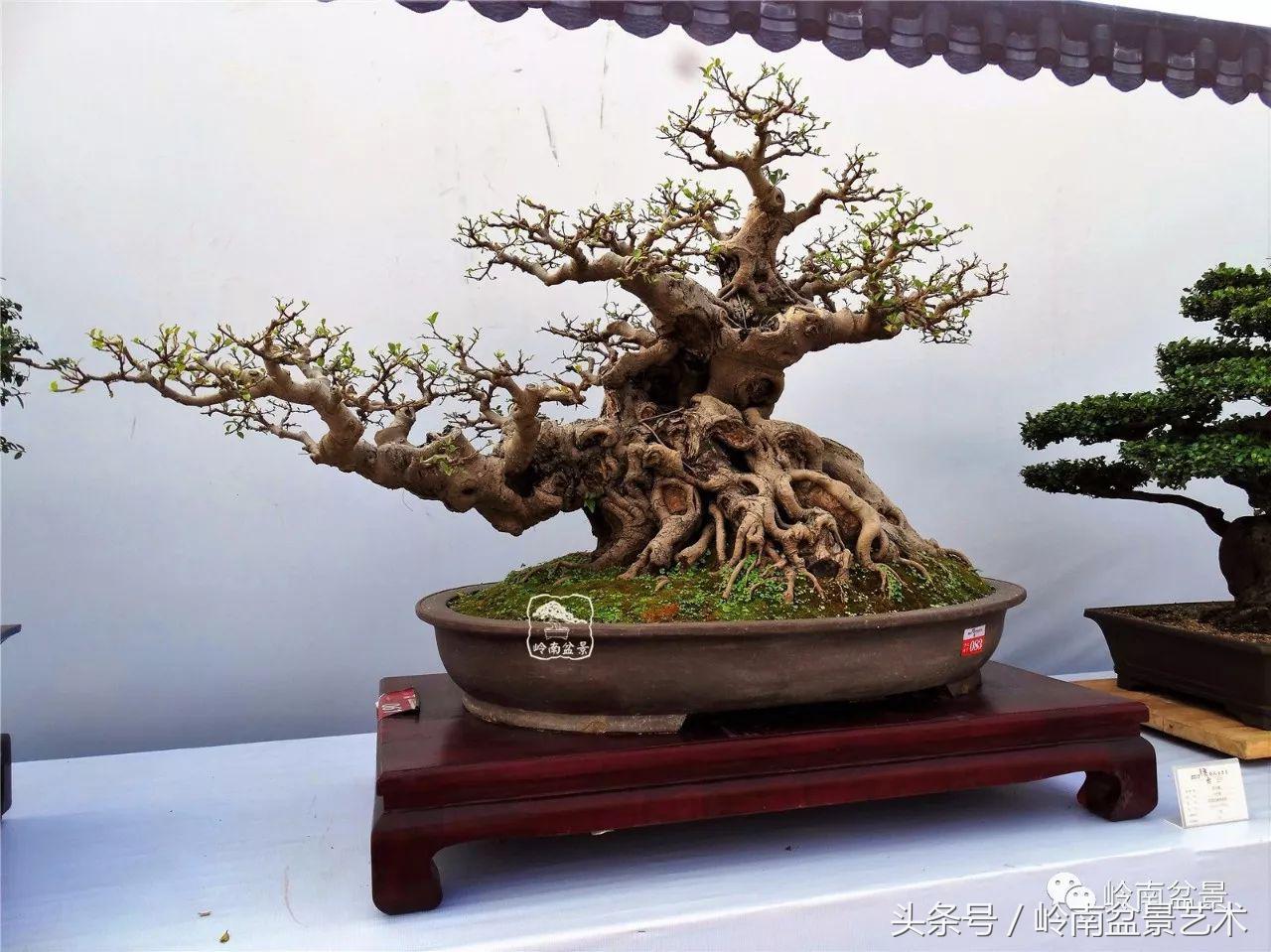 海峡两岸精品榕树盆景大荟萃图片(大型榕树盆景) - 彝家农业网