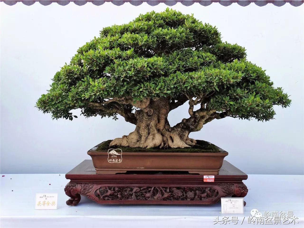 海峡两岸精品榕树盆景大荟萃图片(大型榕树盆景) - 彝家农业网