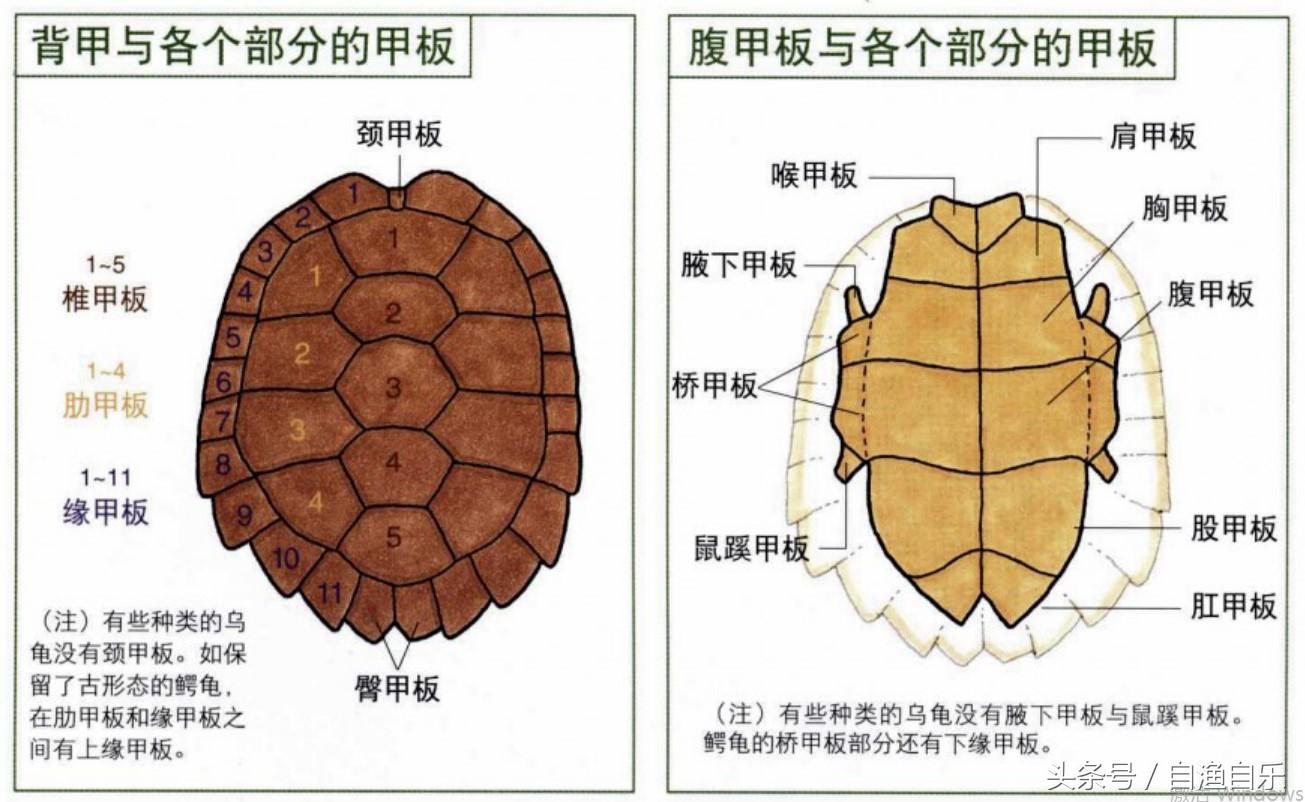龟类的甲壳由背甲和腹甲构成,之间有桥甲连接.
